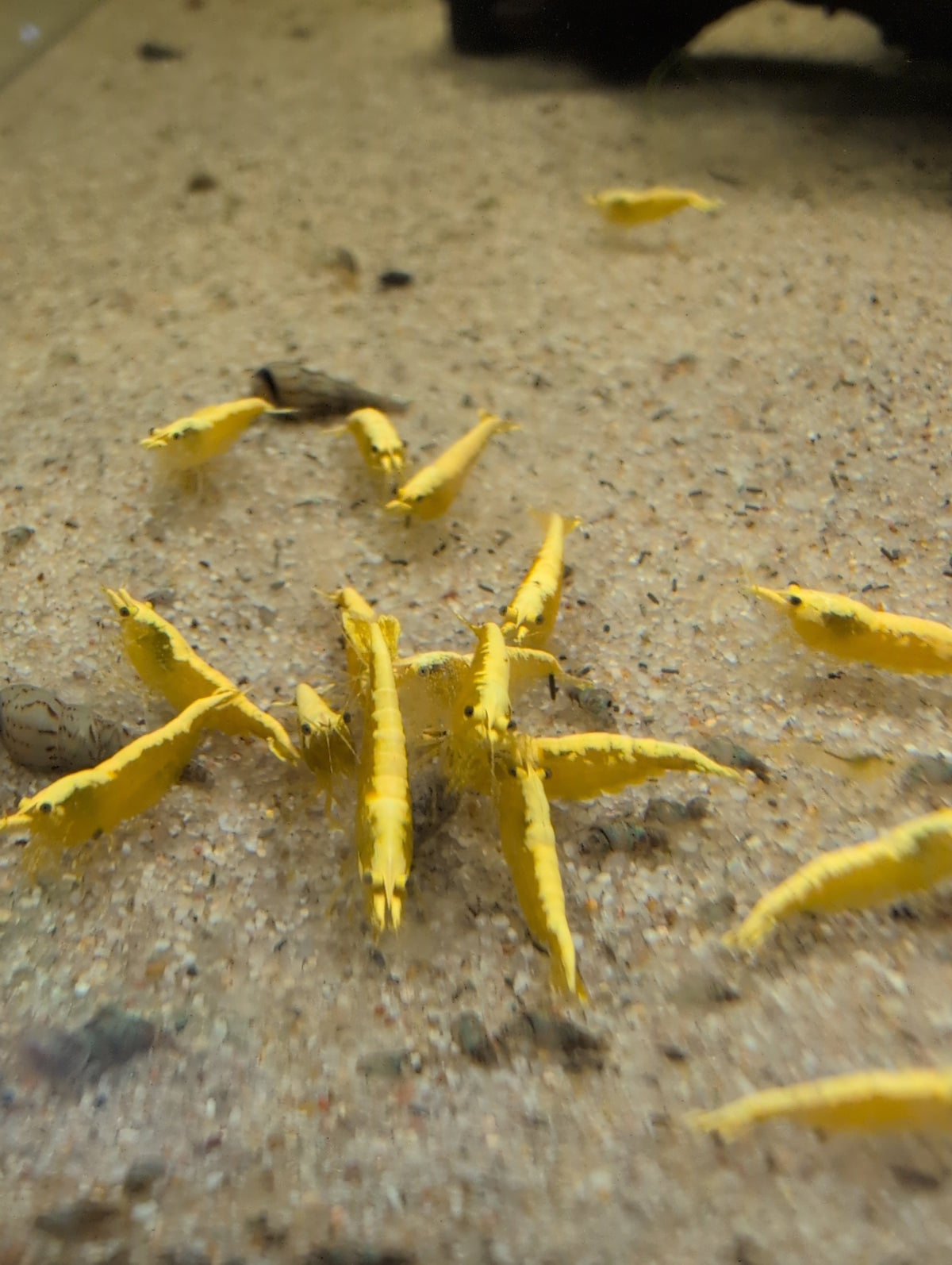 Groupe de crevettes Neocaridina Yellow Golden Top jaunes réunies sur le sol clair d’un aquarium d’eau douce.