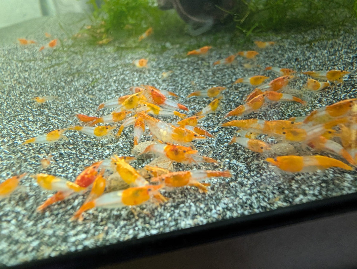 Vue d’ensemble d’un groupe de crevettes Neocaridina Orange Rili sur le sol d’un aquarium d’eau douce