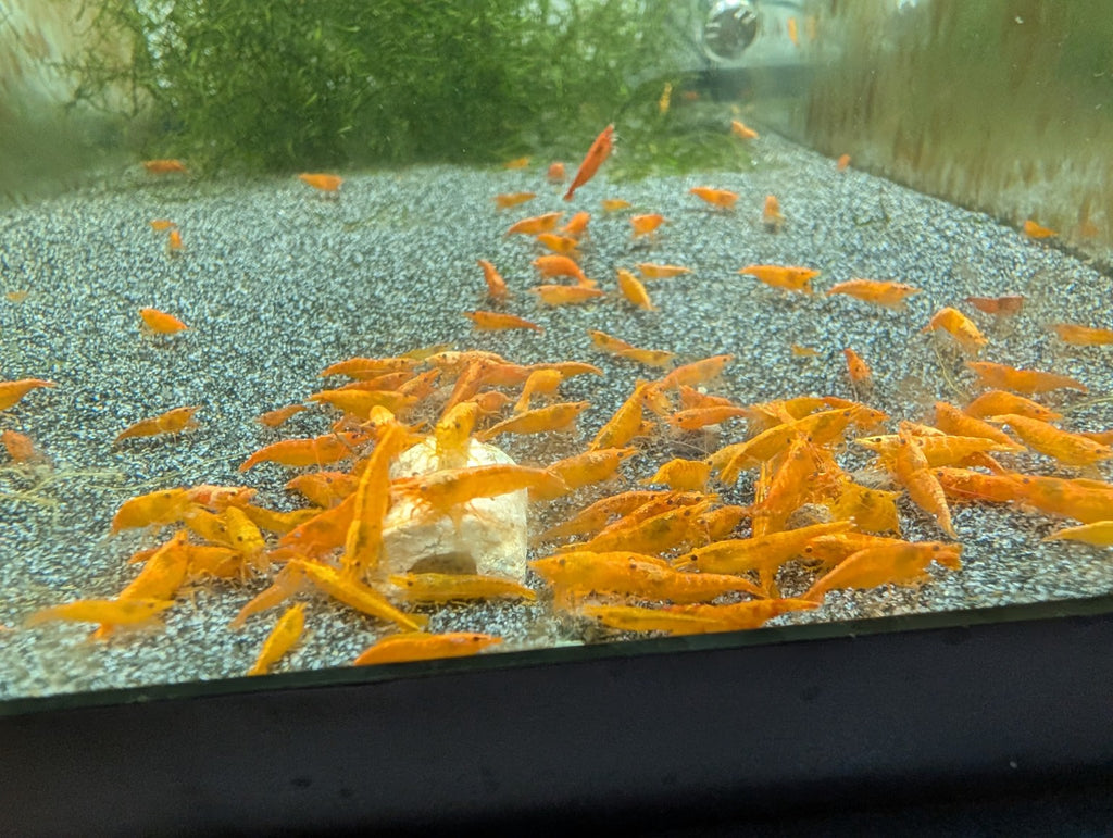 Vue d’ensemble de crevettes Neocaridina Orange Sunkist rassemblées autour de nourriture sur le sol d’un aquarium.
