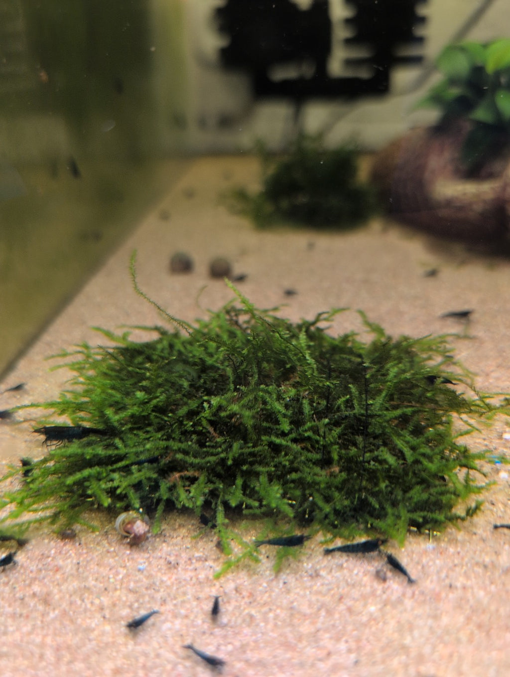 Tapis de mousse de Java fixé sur une grille en acier inoxydable, posé sur le sable d’un aquarium avec des crevettes.