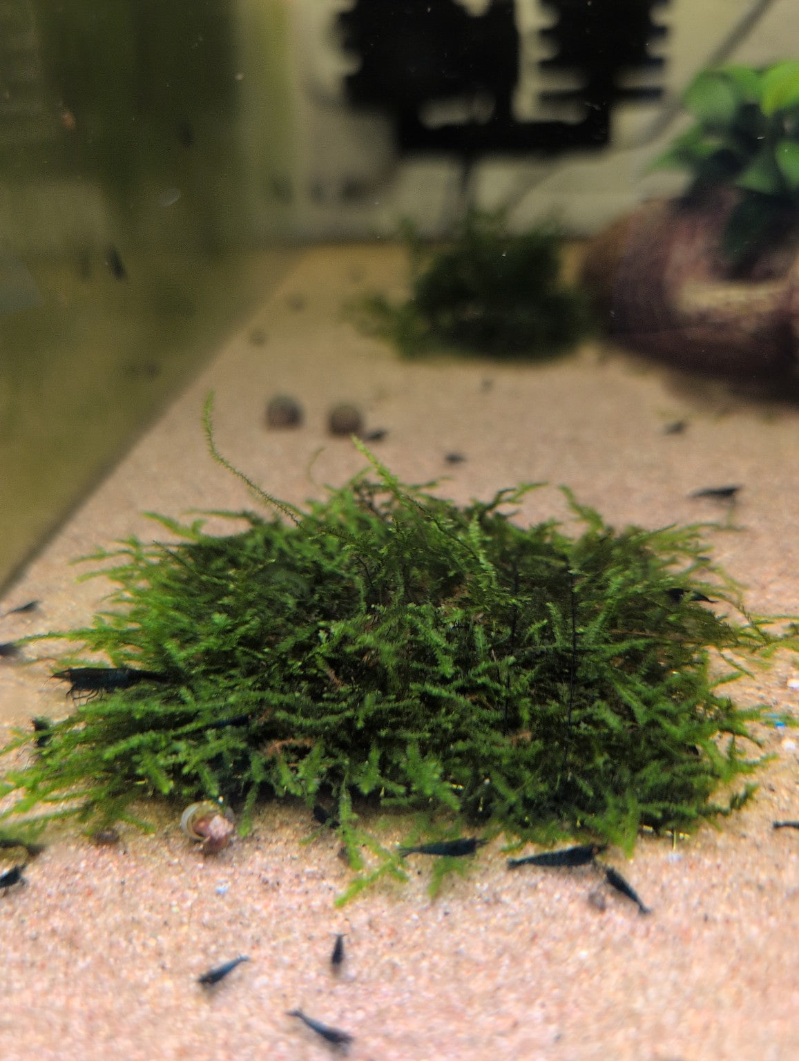 Tapis de mousse de Java fixé sur une grille en acier inoxydable, posé sur le sable d’un aquarium avec des crevettes.