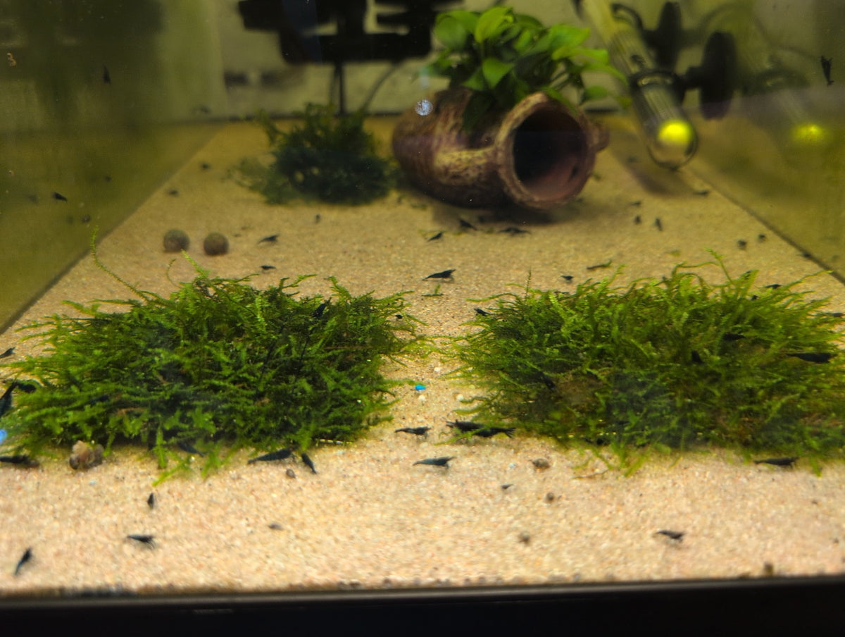 Deux tapis de mousse de Java fixés sur des grilles en acier inoxydable, sur le sable d’un aquarium avec des crevettes.